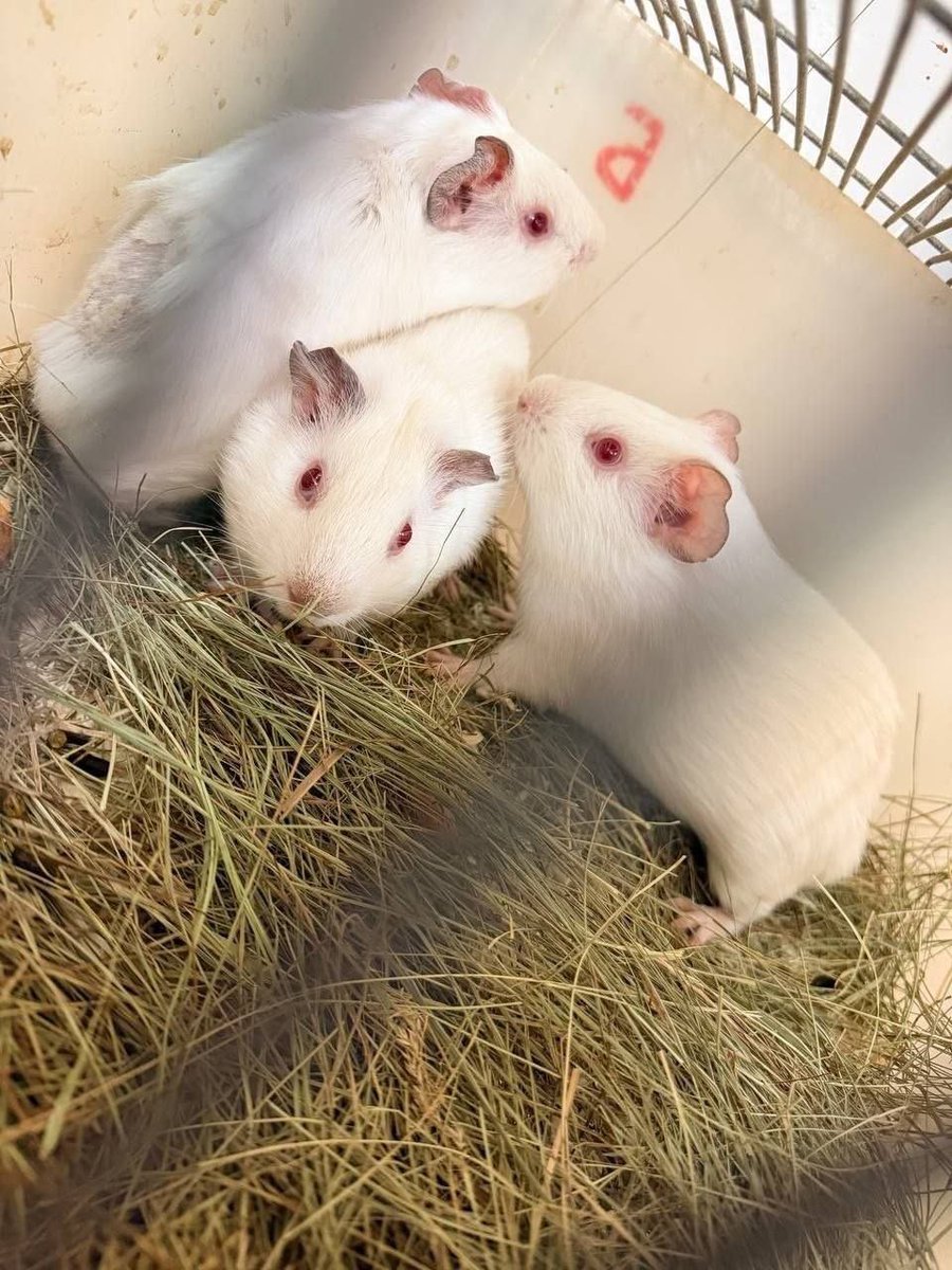 царица идеальных блондов tweet media