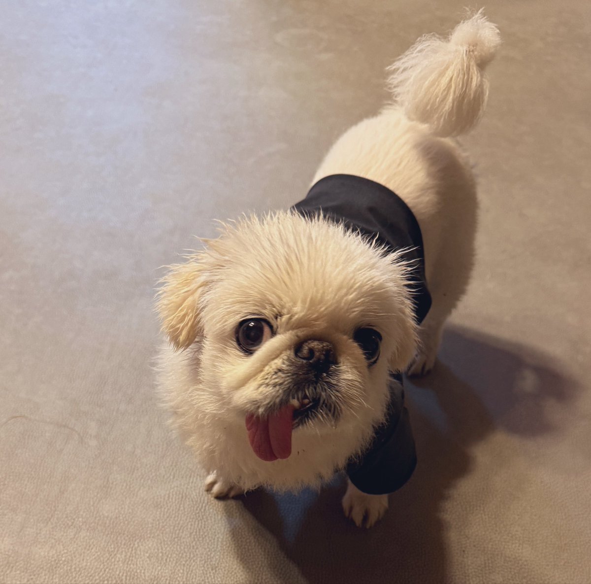 뜨쥬 툔툐기 크오이 tweet media