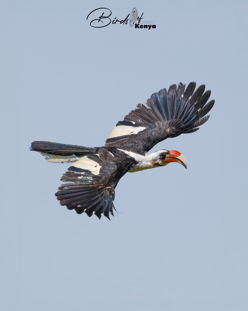 Waimaimba's tweet photo. Von der Decken's Hornbill 📸 @OlMalo_Kenya 🇰🇪 https://t.co/GBMQbh3vEG