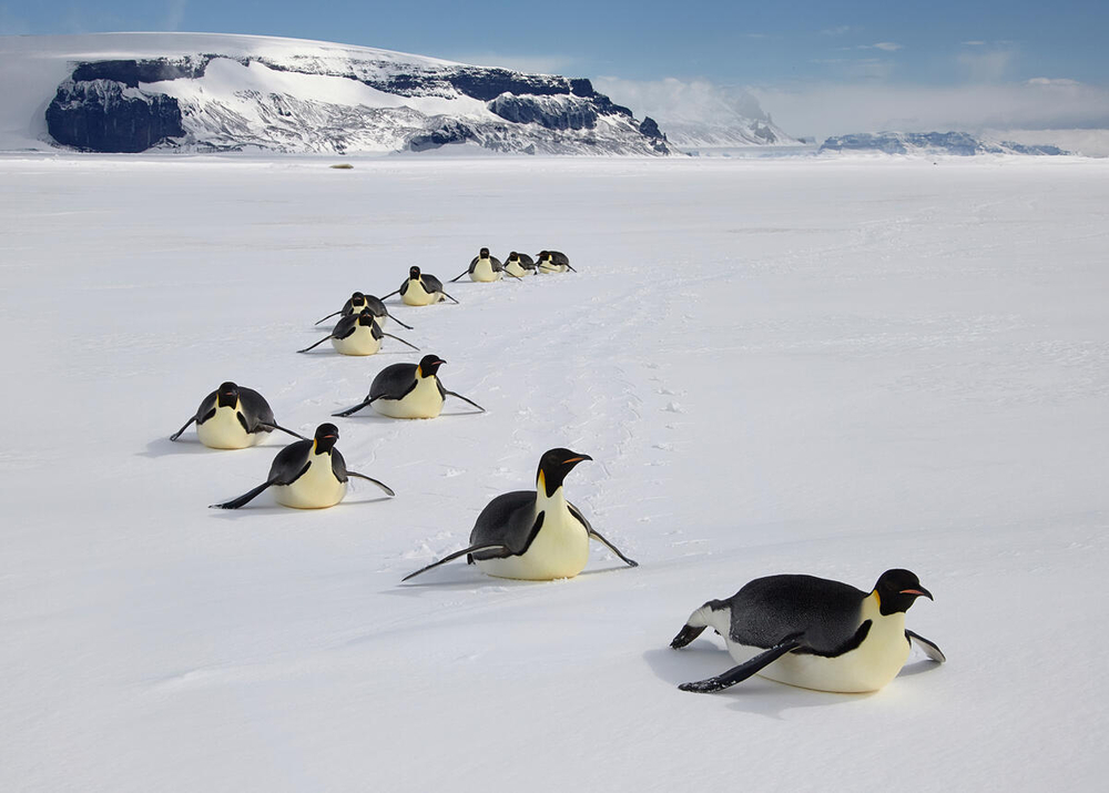WWFitalia's tweet photo. La IUCN aggiorna la #RedList delle specie #animali minacciate: il #pinguino imperatore passa da "Quasi minacciato" a "In pericolo"
La #crisiclimatica sta trasformando l'#Antartide in un ambiente inospitale
Dobbiamo agire ora!
👇
https://t.co/dvEV8dynvW https://t.co/Fyog8lSNmv