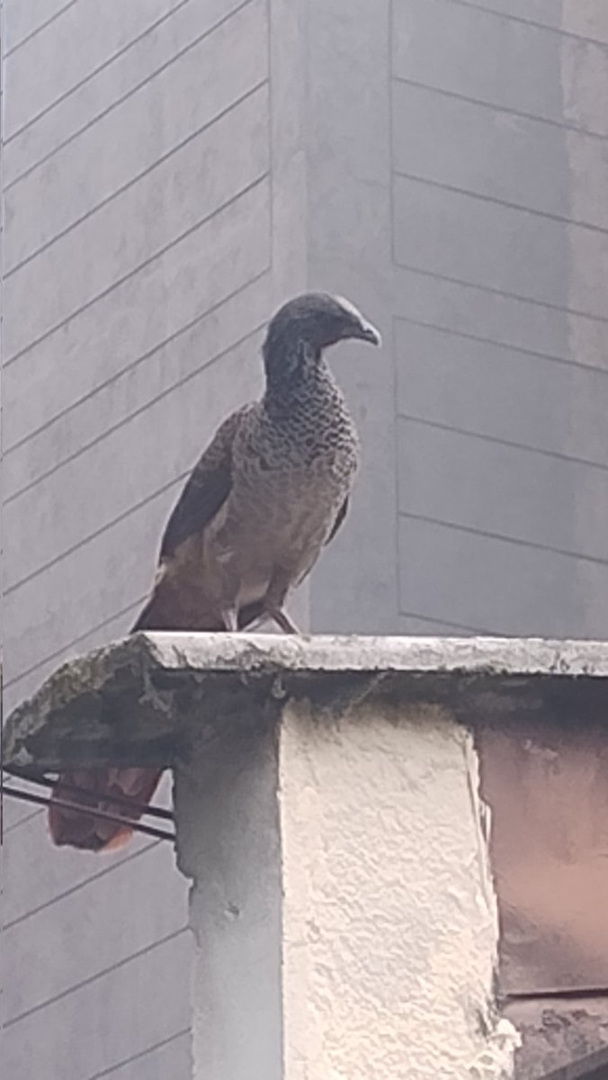 Azury Chamah tweet media