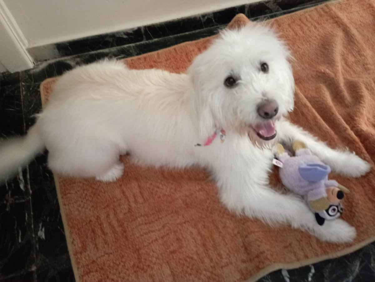 Maria Pit. tweet media