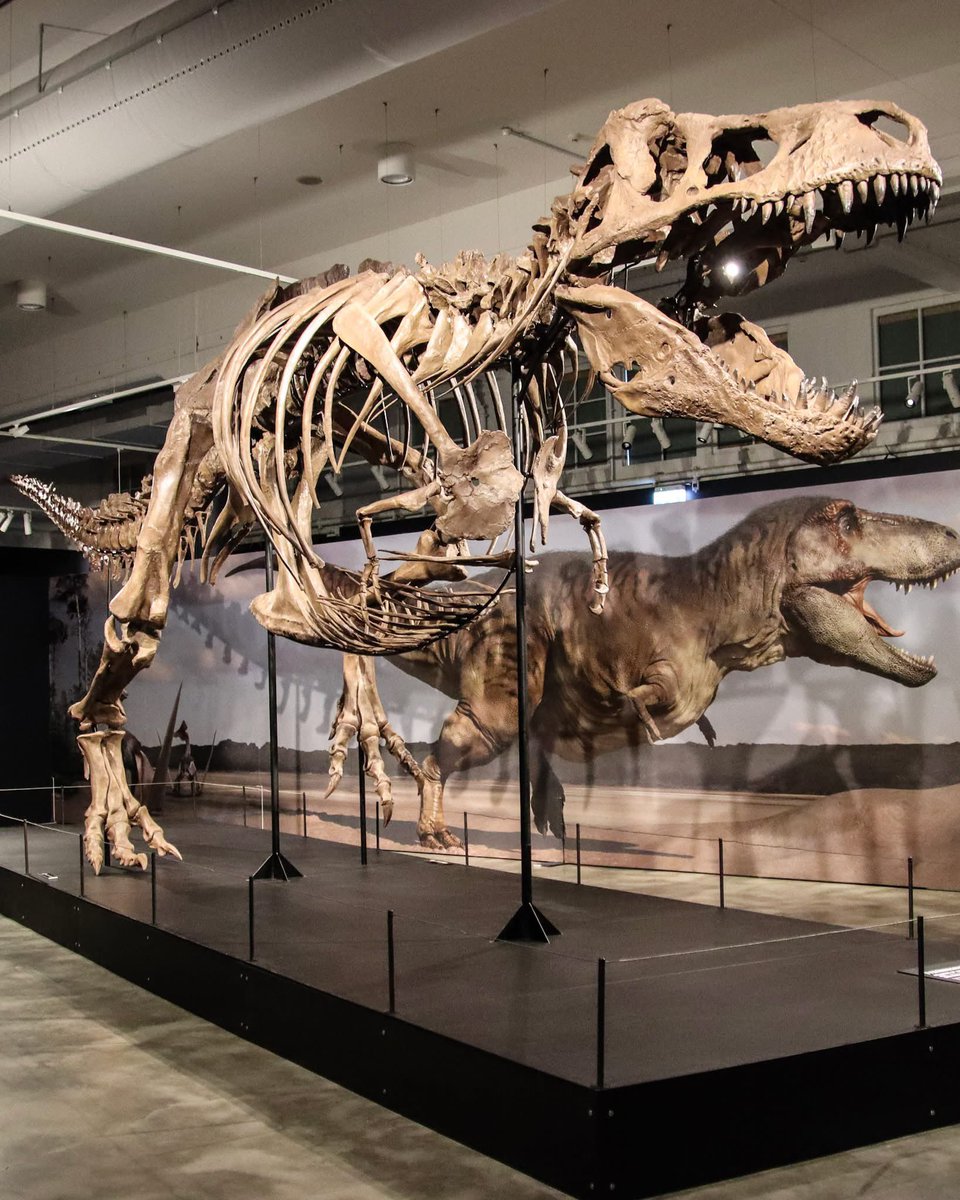 Taylor McCoy 🦖 tweet media