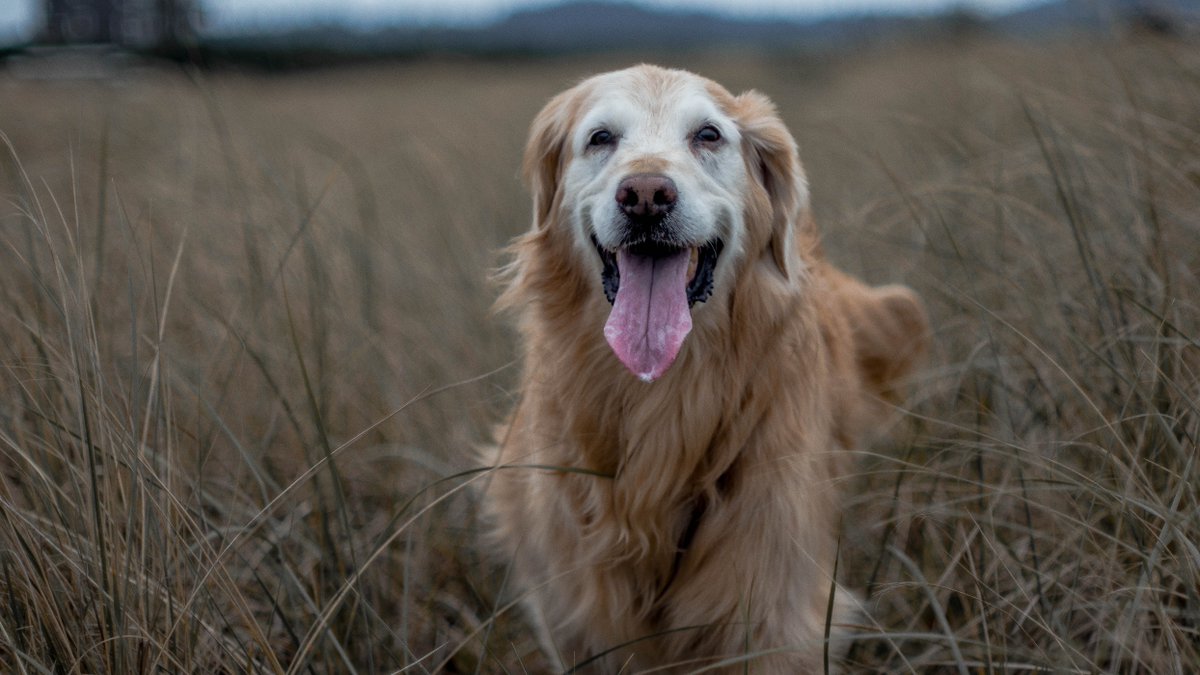 Captivating Canines tweet media