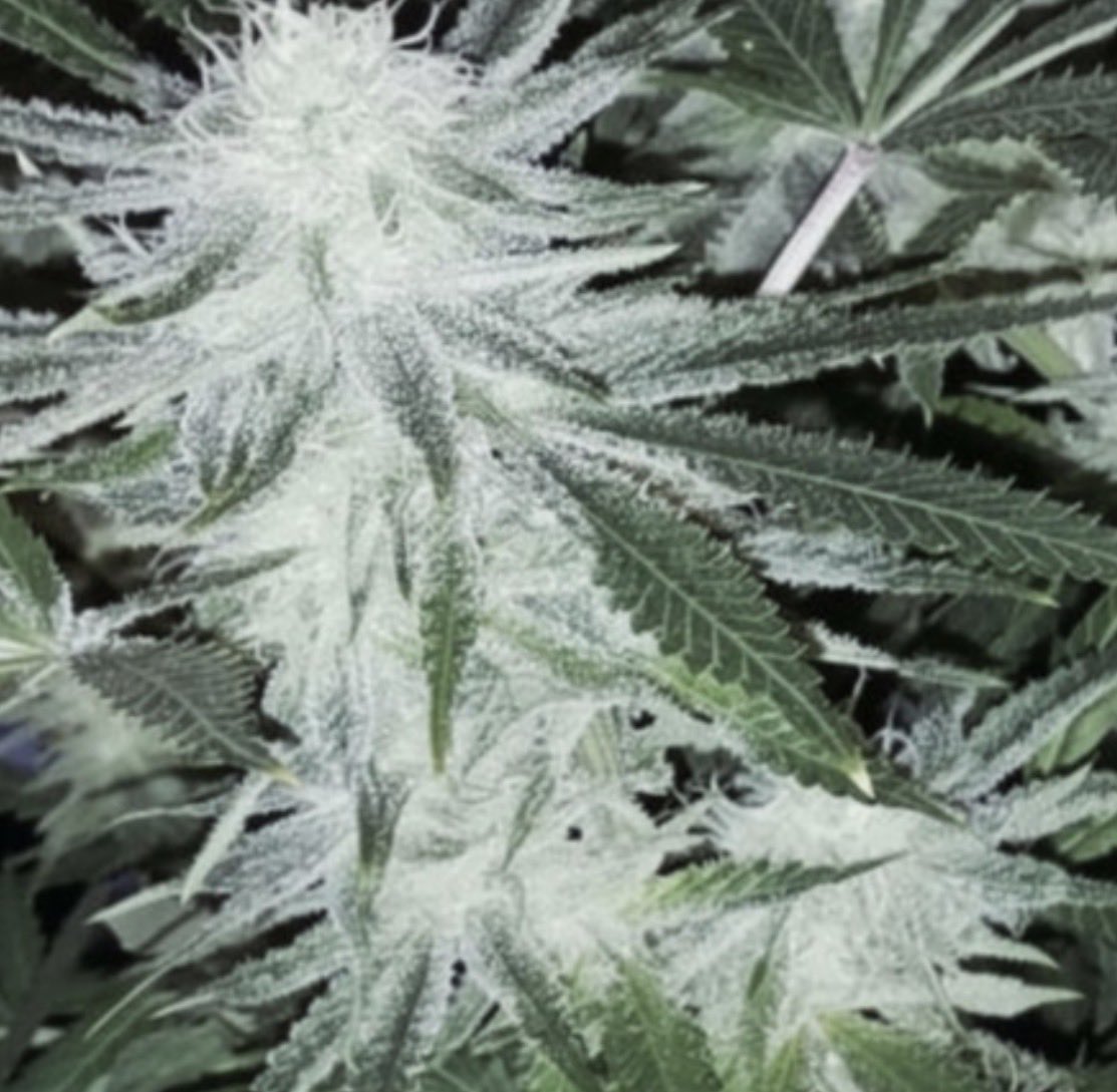 Sunshine State Seed Co Inc tweet media