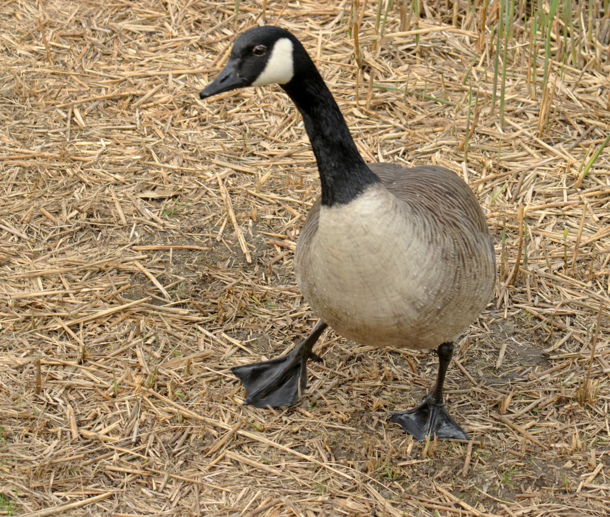 MorvienR's tweet image. It was bright but cloudy #Springwatch day today with some sun⛅️as I wet to golf today🏌️‍♂️then took Lizzie for an afternoon walk🐶around the public footpath &amp;amp; through the Hampton's n #WorcesterPark Surrey😎@Team4Nature @WildernFriends @WildlifeTrusts @Natures_Voice @a_london_pigeon