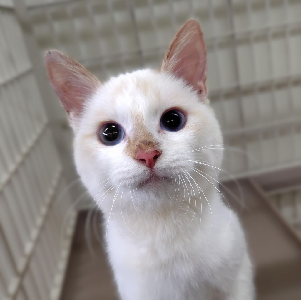 ただの猫ゃで tweet media