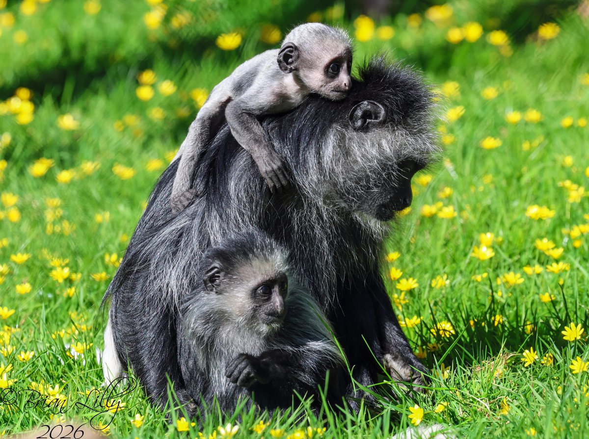 brglilly's tweet image. Iroko, Ivy and Limba posing for a family photo @PaigntonZoo #kingcolobus #primates