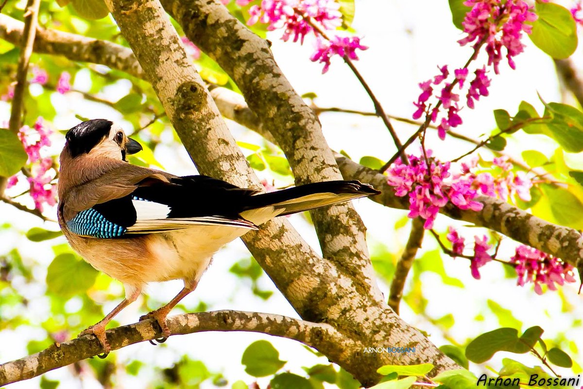 Israel ישראל tweet media