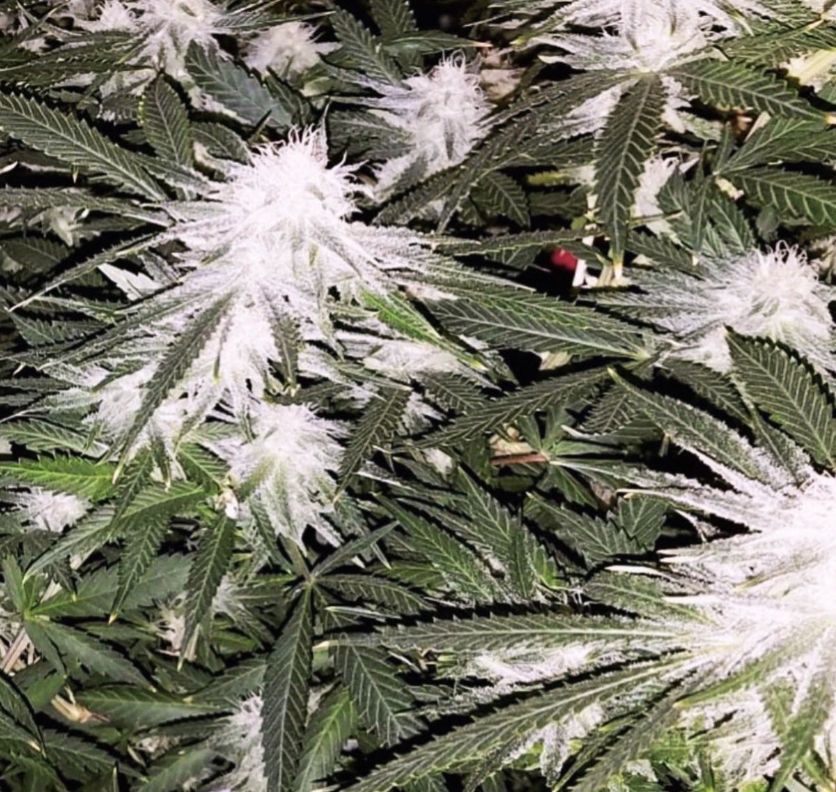 Sunshine State Seed Co Inc tweet media