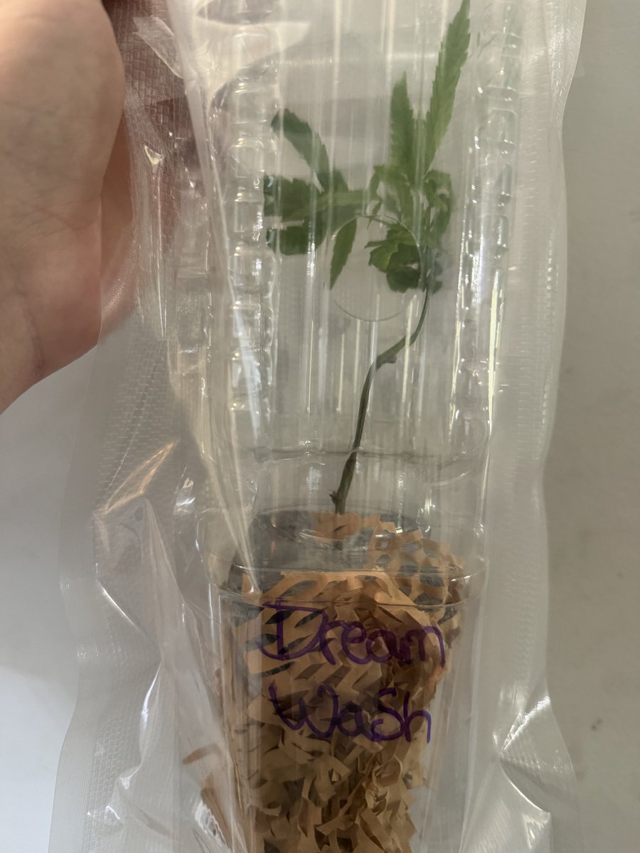 Sunshine State Seed Co Inc tweet media