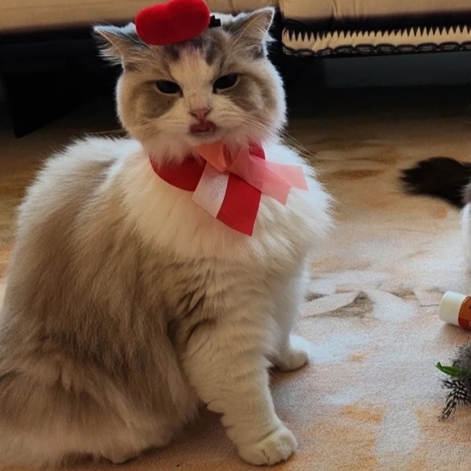 잼토리 tweet media