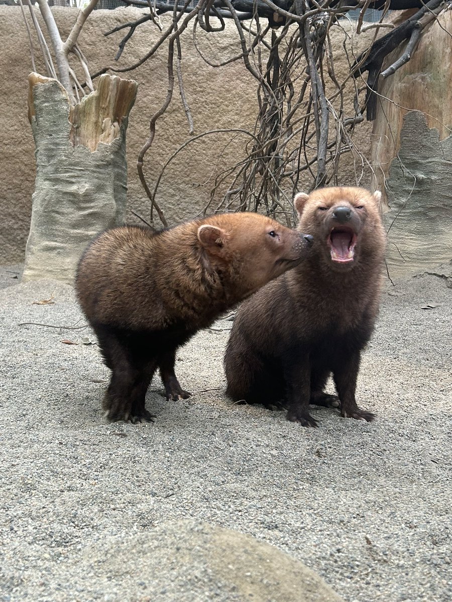 ♪♪♪ tweet media