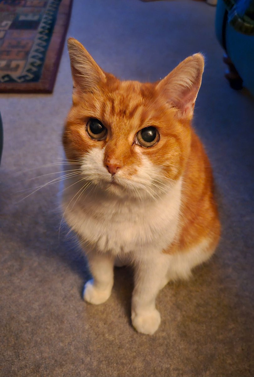 Kathryn CJ Hall 📚 tweet media