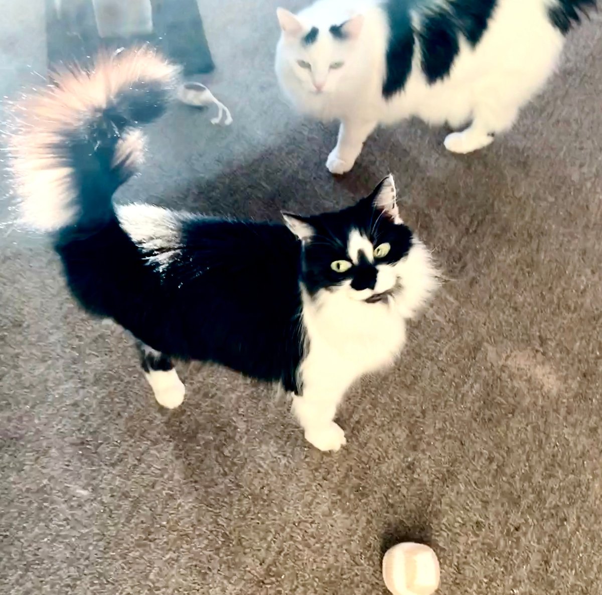 DorotheaCatMiddVT🐈 tweet media