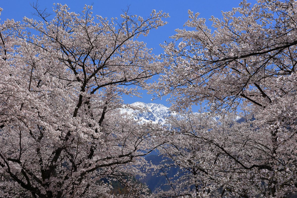 2026年4月9日・大西公園(下伊那郡大鹿村)

東には南アルプス、そして西には伊那山地の谷あいに位置する大鹿村の桜の名所

快晴の空の下、見頃を迎えた桜と、遠くに見える赤石岳の眺望は絶景でした😆
#大西公園
#大鹿村
#しあわせ信州