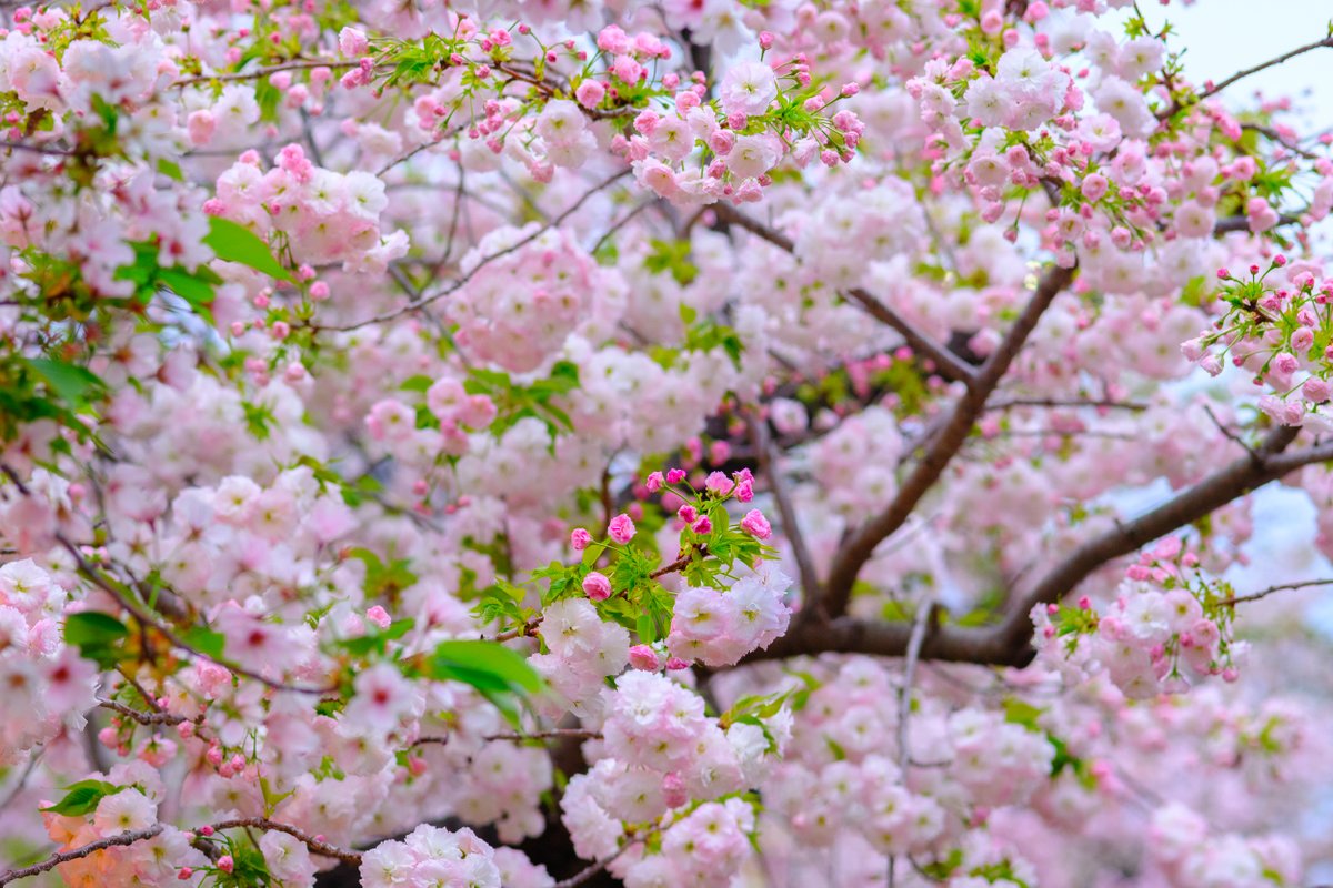 KNII2010's tweet image. #桜の通り抜け #大阪　#osaka #桜　
造幣局、桜の通り抜けです。桜が多すぎて、写真に撮りきれません。