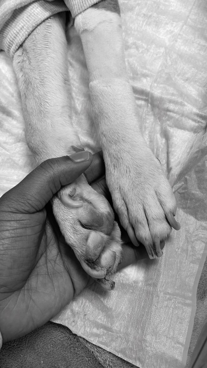 __spellz's tweet photo. The hardest thing I’ve ever had to do tonight was let go of my furry friend. 🐾💔 
Rest my baby EGYPT 🥹Please keep me in your prayers 🙏🏽❤️
 8 years of life , love , loyalty and happiness. https://t.co/vjG2RlpbYu