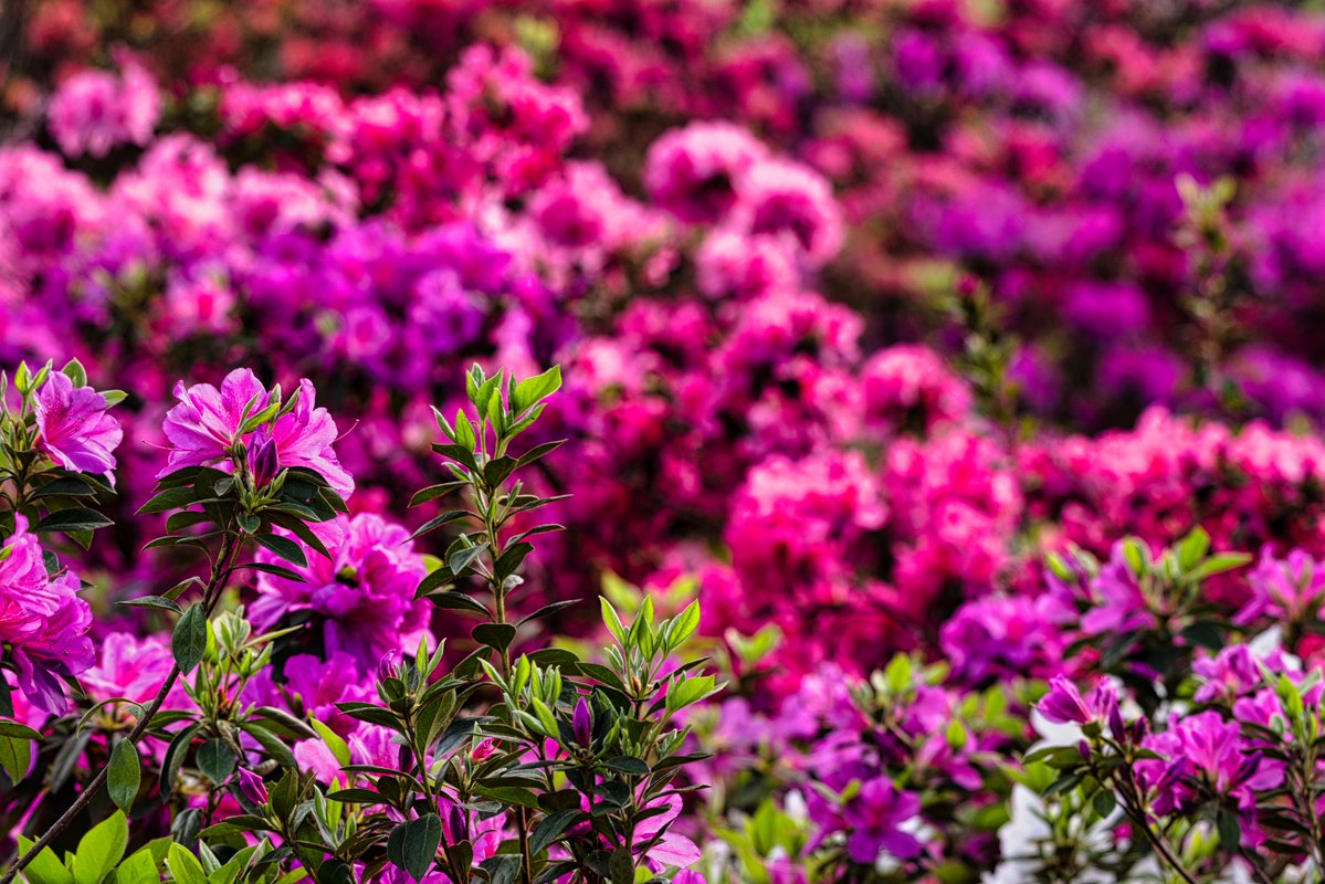 The Masters tweet media