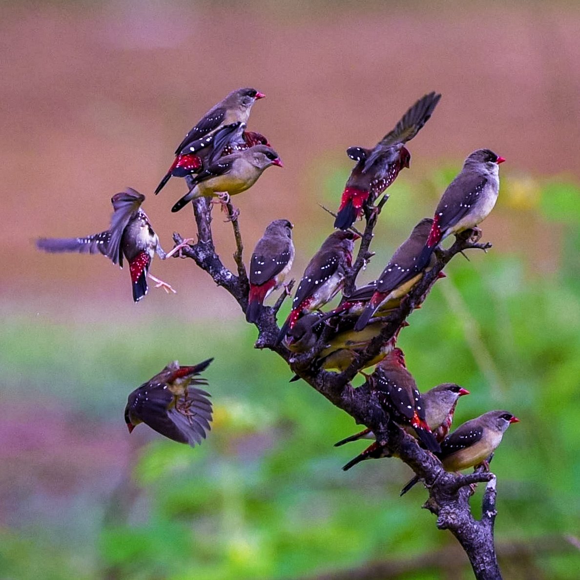 Vinaykumarshe14's tweet photo. Red Avadavat
Hide 📸 Hebri Birding 
At Udupi Hebri Karnataka     🇮🇳
#hebribirding #Birdsofkarnataka
#Karnataka #NikonIndia
#BirdWatching
#wildlifephotography
#NaturePhotography
#Birds #Hide #BirdTwitter #ThePhotoHour 
#BirdLovers 
@IndiAves https://t.co/TK4Q8zCDPx