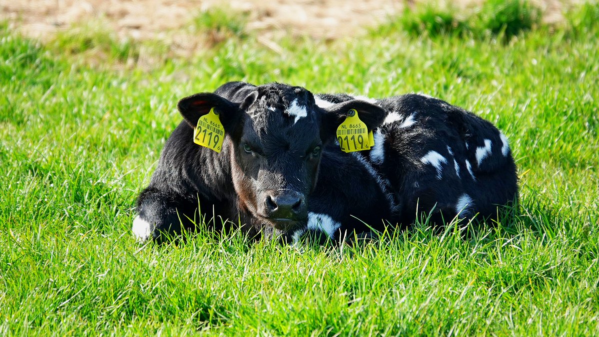 Ton Wesselius tweet media