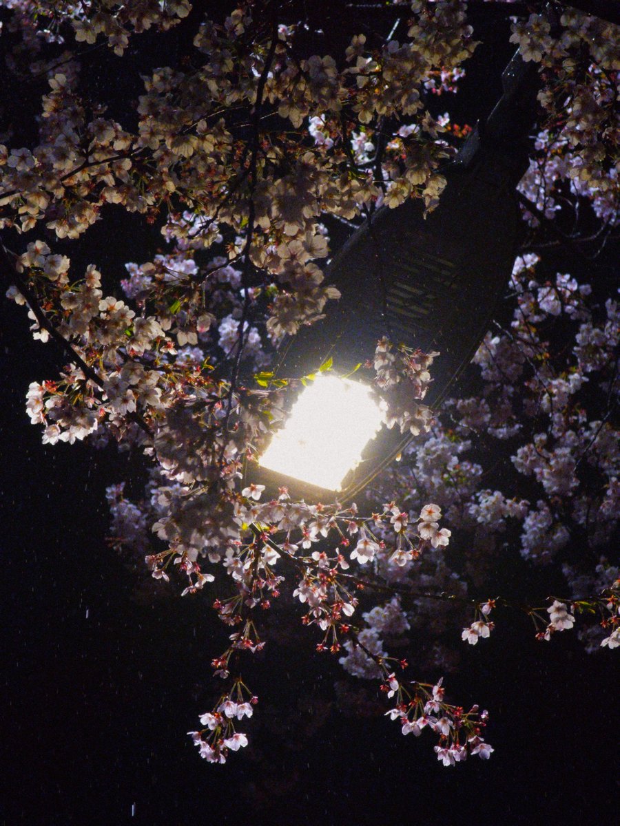 𝗰𝗼𝗰𝗼 tweet media