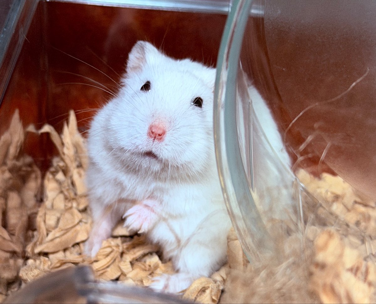 狐ラッセル🦊 tweet media