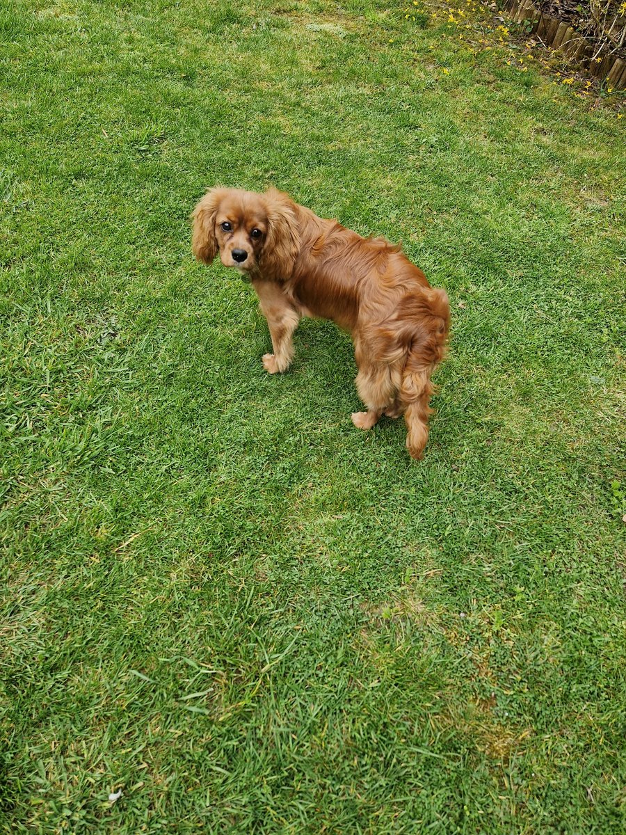 Michaelbayes8's tweet image. Aftanoon #Cavpack frens...well would yoo believe it..had me furst experieonce ov de fur steelers today 😬..started wiv a baff @Price27P jus like Arfur..me fur iz very lustrous I haz to say 😊