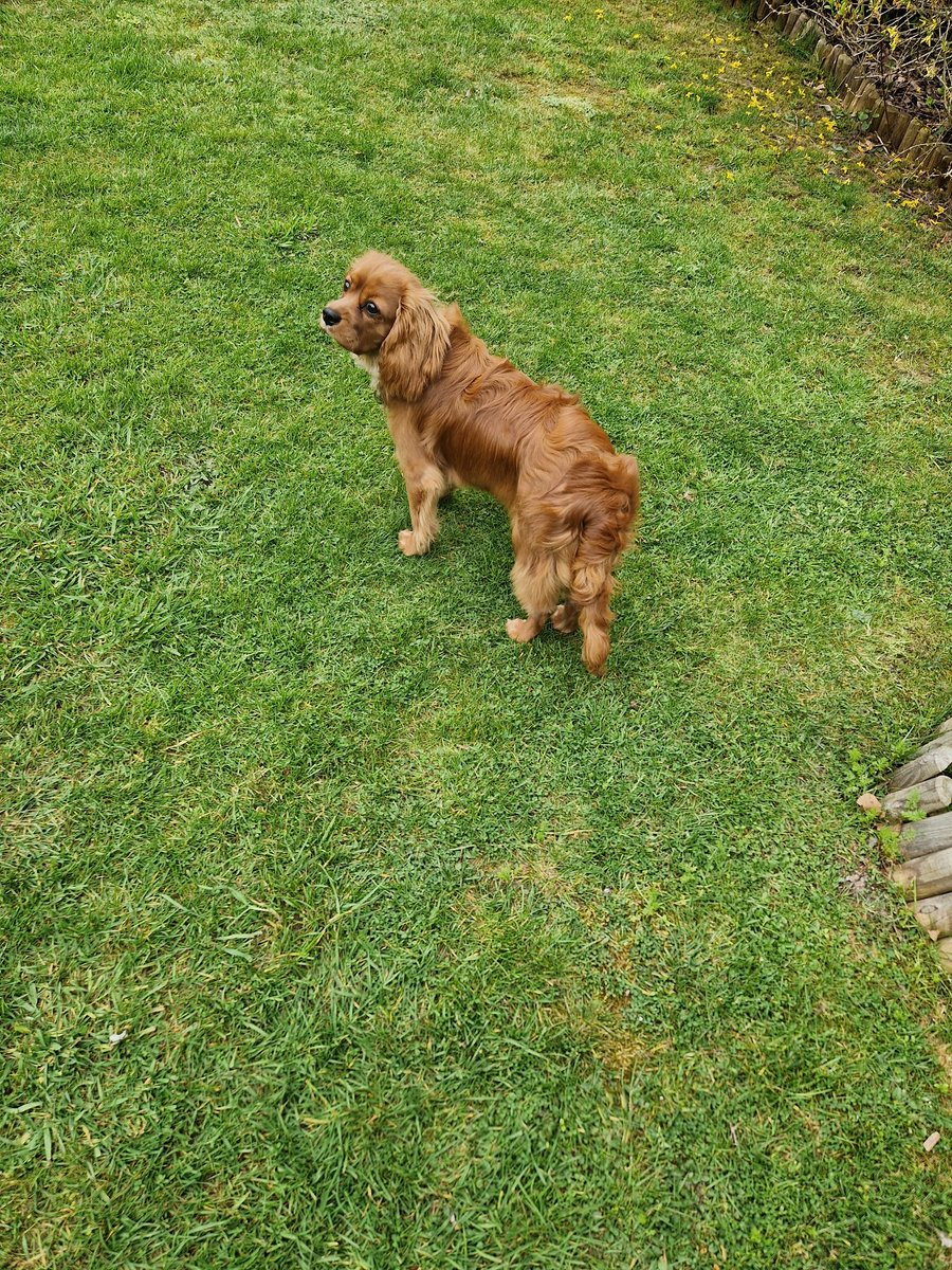 Michaelbayes8's tweet image. Aftanoon #Cavpack frens...well would yoo believe it..had me furst experieonce ov de fur steelers today 😬..started wiv a baff @Price27P jus like Arfur..me fur iz very lustrous I haz to say 😊