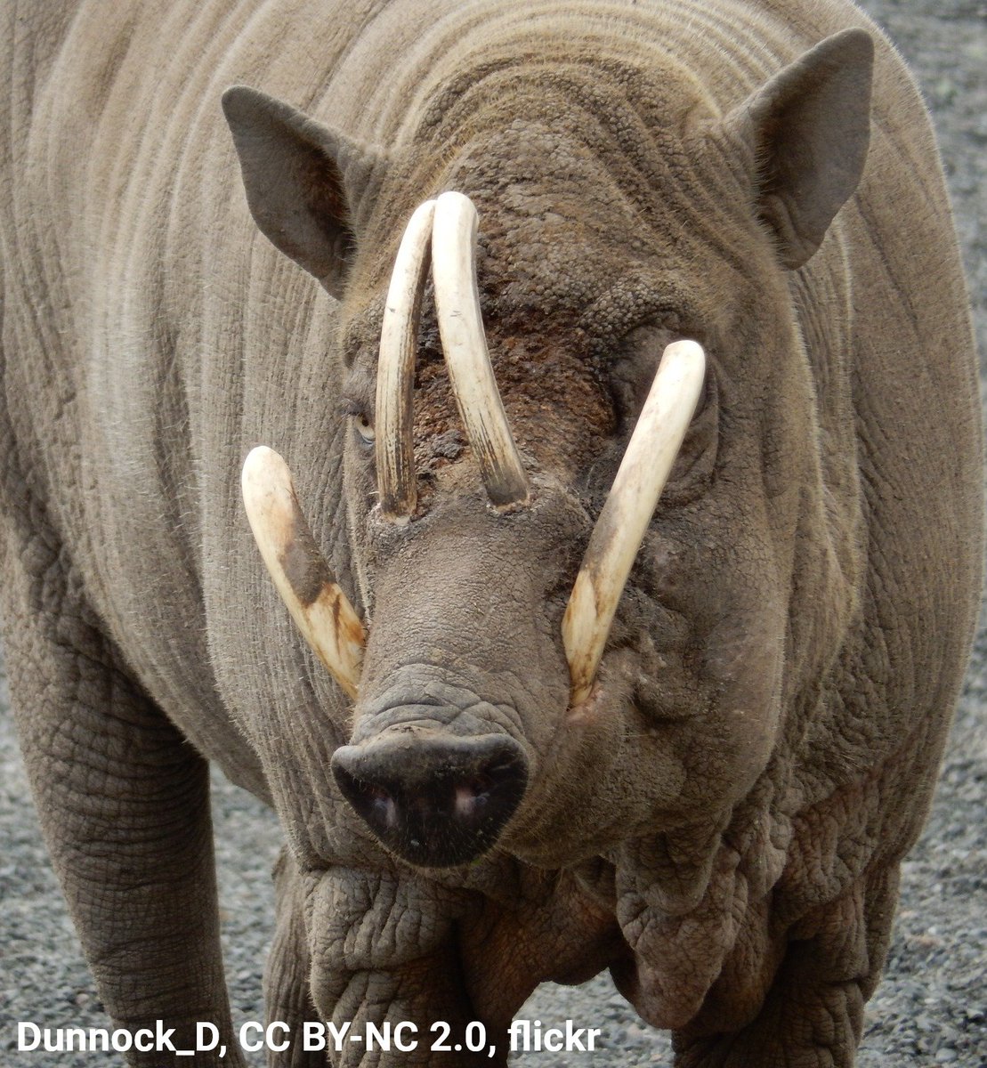 American Museum of Natural History tweet media
