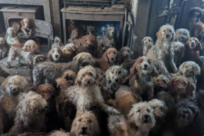 RTL France tweet media