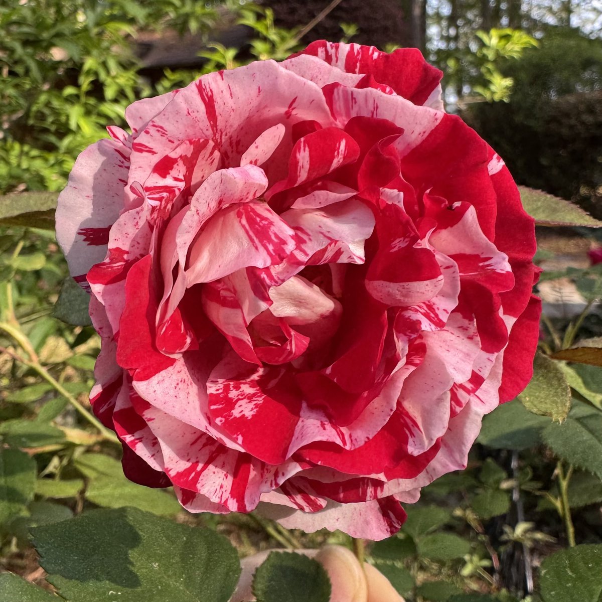 JoannaBlackHeart tweet media