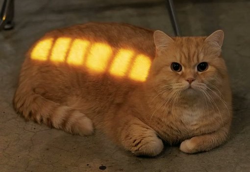 ✯✯ Marta Niubó ✯✯ tweet media