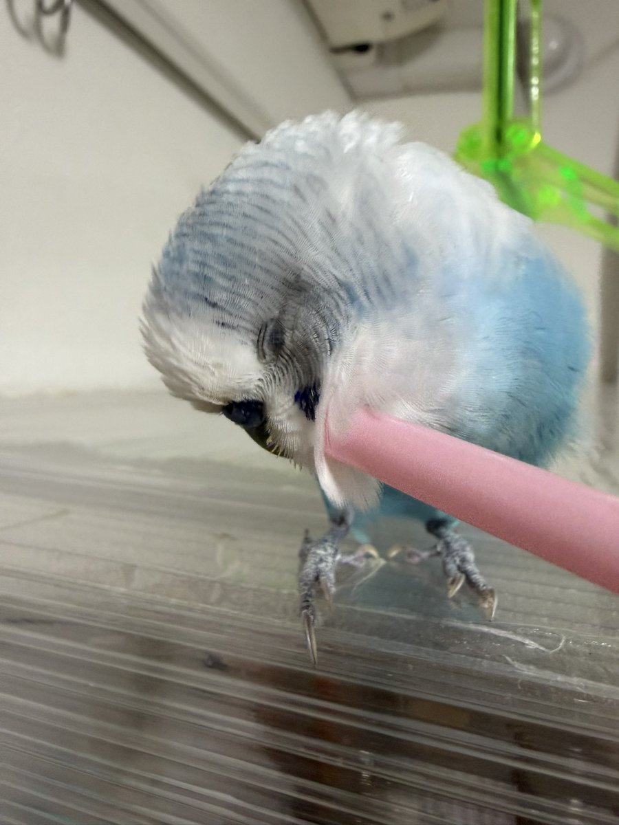 幸せそうなチョコちゃん🩵それを見てる私も幸せ🩵#セキセイインコ