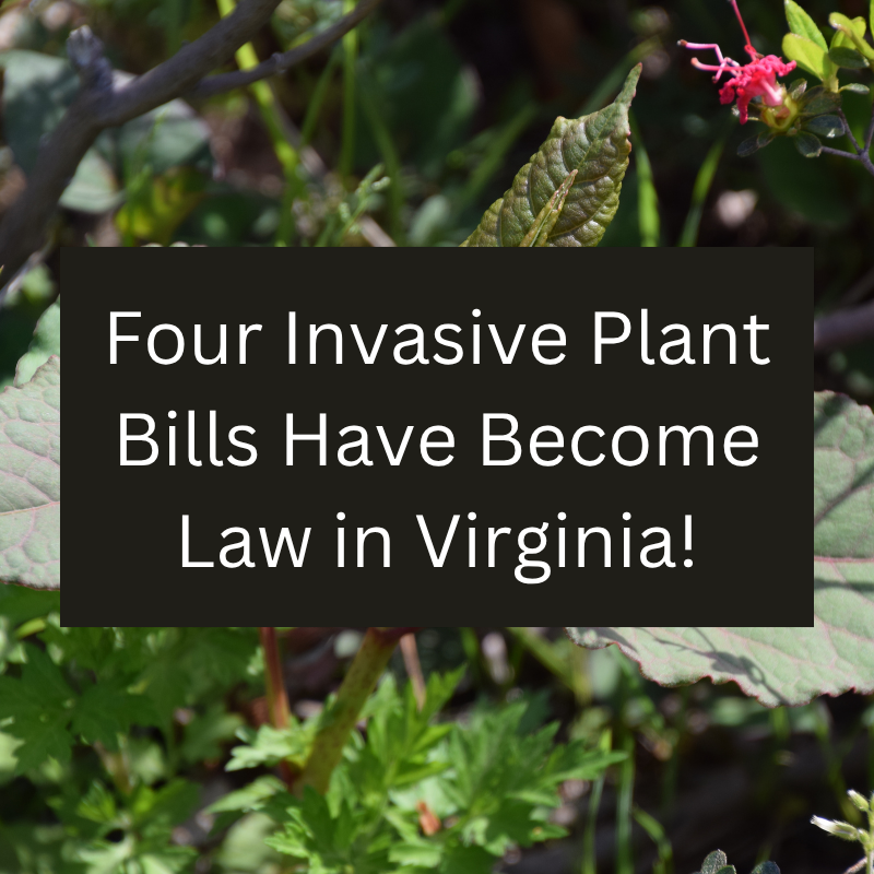 ISWGvt's tweet image. Four invasive plant bills have become law in Virginia! ⚖️🤝  

The Commonwealth has passed a sweeping package of legislation to address #invasive plants. Explore the newly enacted legislation here ➡️ mailchi.mp/blueridgeprism…