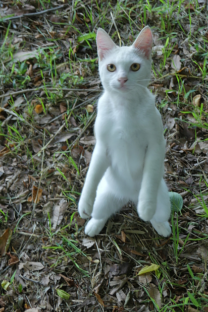 苗ネコ@ネコ好き tweet media