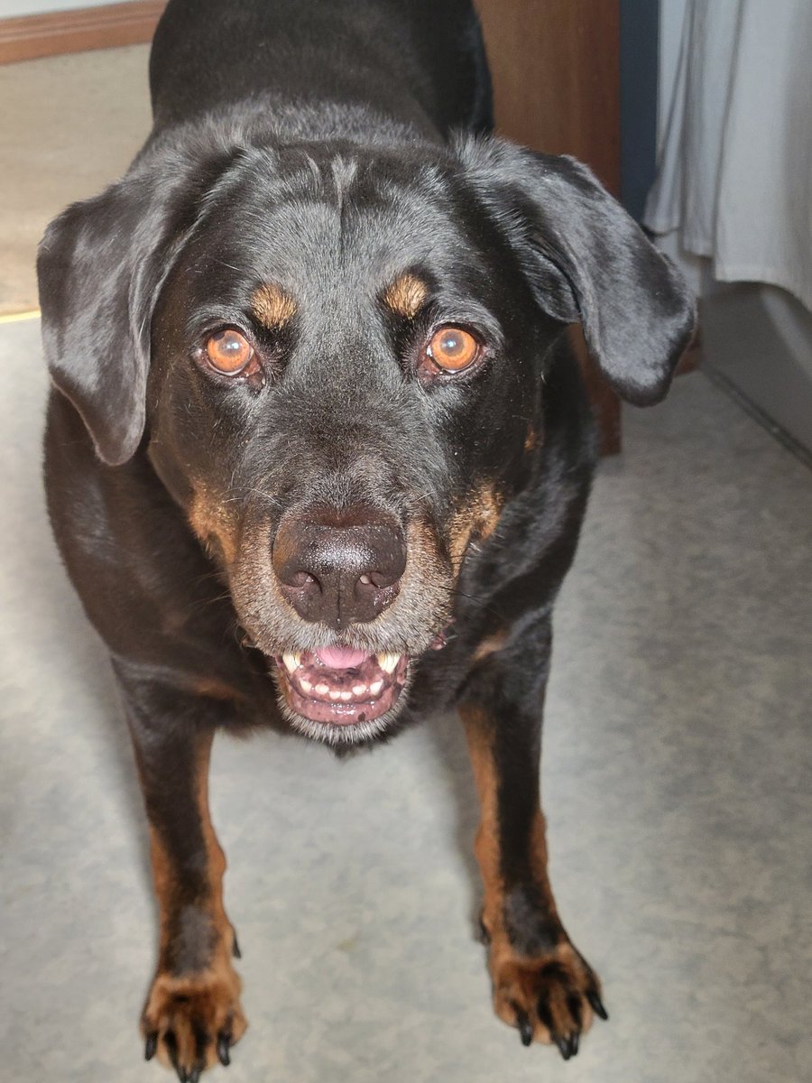 Gary the Doggy tweet media