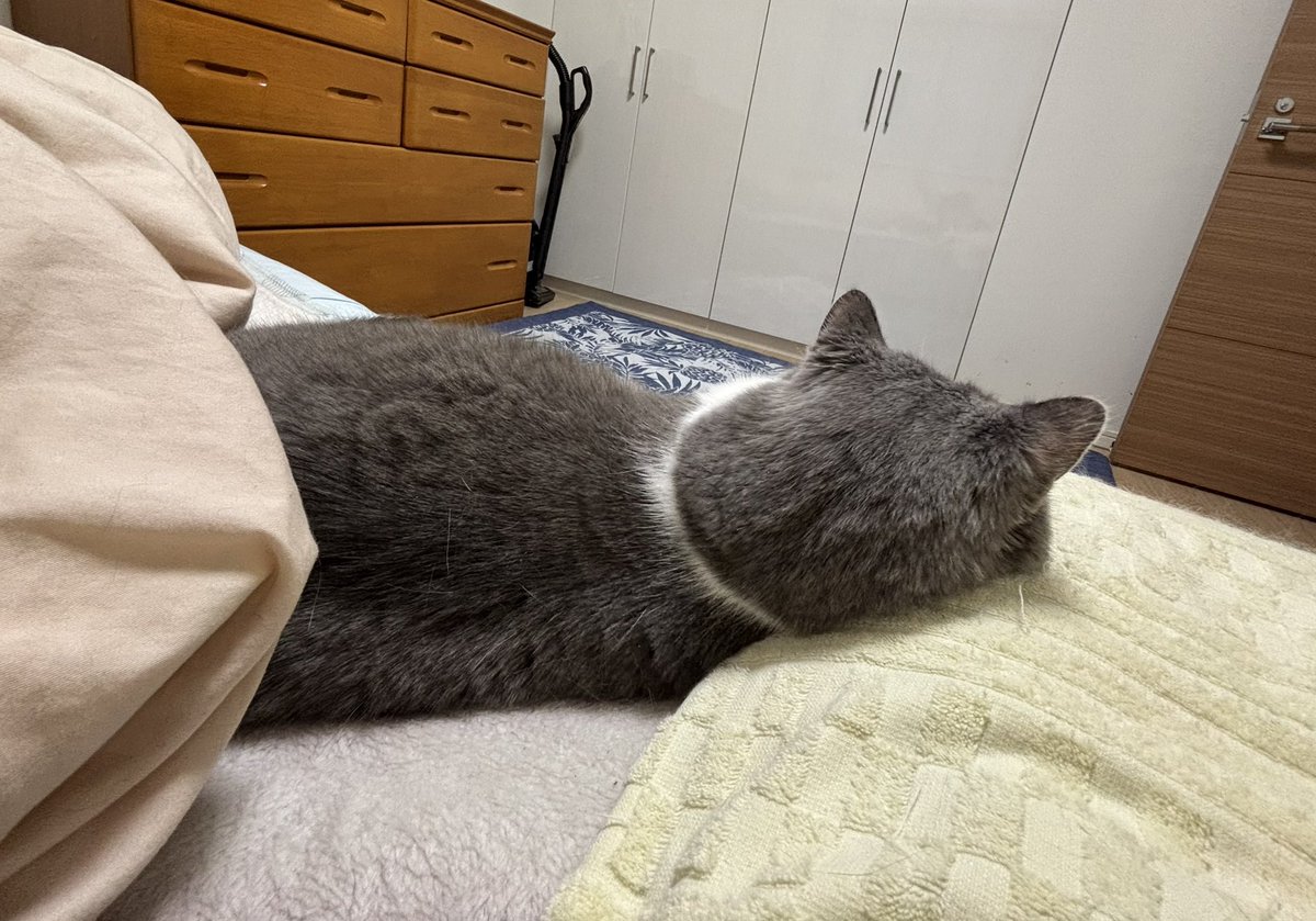 tottomei67's tweet photo. 飼い主の寝るスペースはとても狭いけど、とても幸せです😊 https://t.co/Bit3L3UmzV