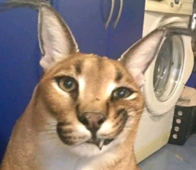 Darina 🥢 tweet media