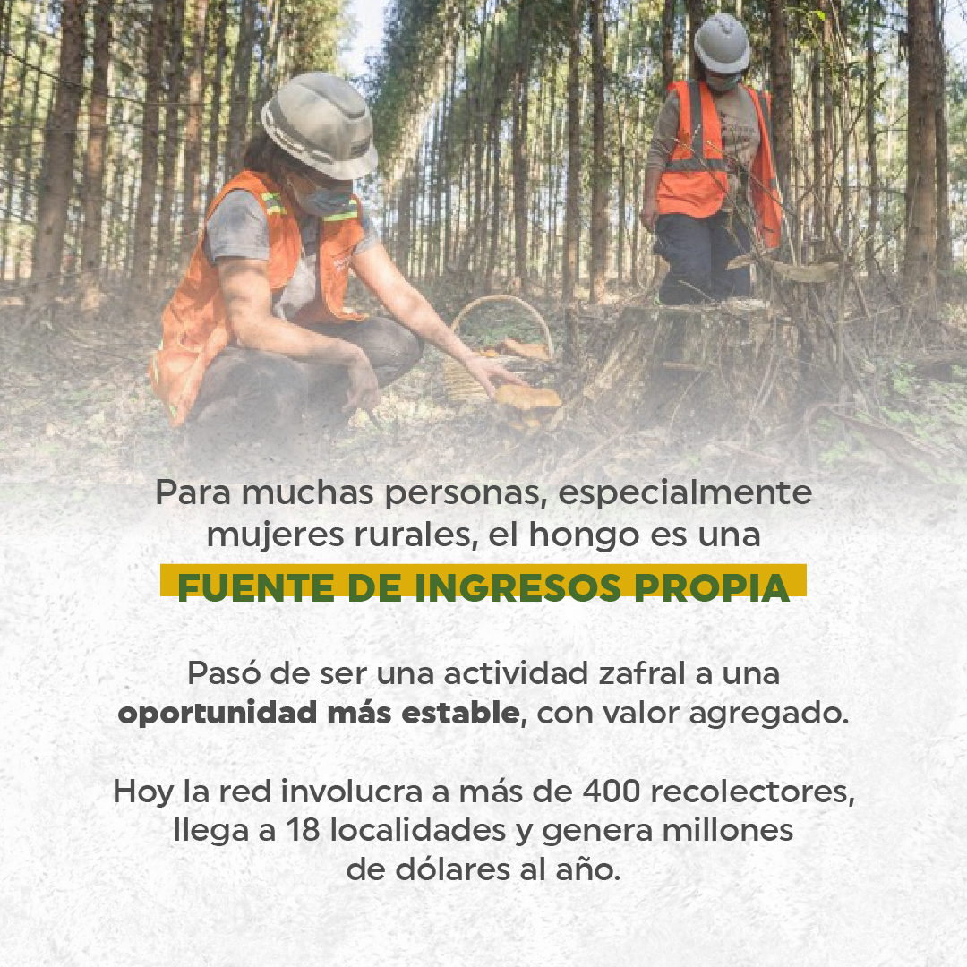 spforestales's tweet photo. La Ruta del Hongo es un proyecto impulsado por @mdpoficial_2009  junto a @UTECuy  y UTU, que promueve la capacitación y el crecimiento de emprendimientos en distintas comunidades.

🌱 Una red que crece desde el territorio y genera oportunidades reales. https://t.co/kGKg3mkCgF