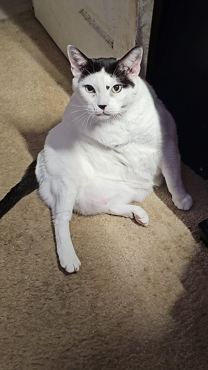 My big kitty sister Minnie passed away this morning. She was the best big sister a dog could have. I will miss you.