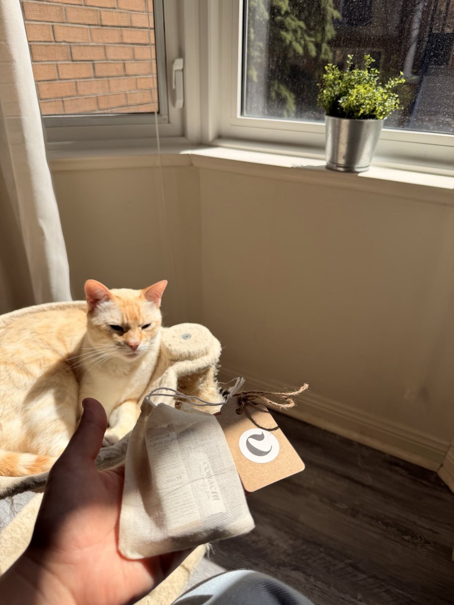 ジリ子🇨🇦👩‍💻 tweet media