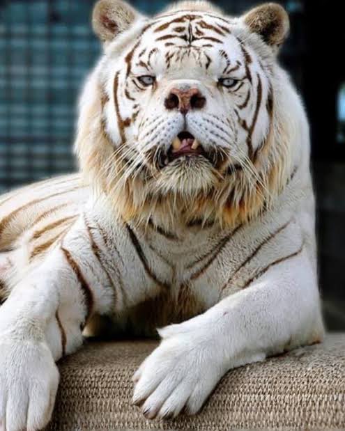 belfessee's tweet photo. Je sui un tigre malicieu les femme maprochez pa je mord rrrrwwwwaaaarrrr rwwwaaaaarrrr https://t.co/2z3C35lXVb