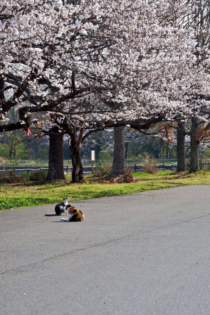 あやかNB📷∞ tweet media