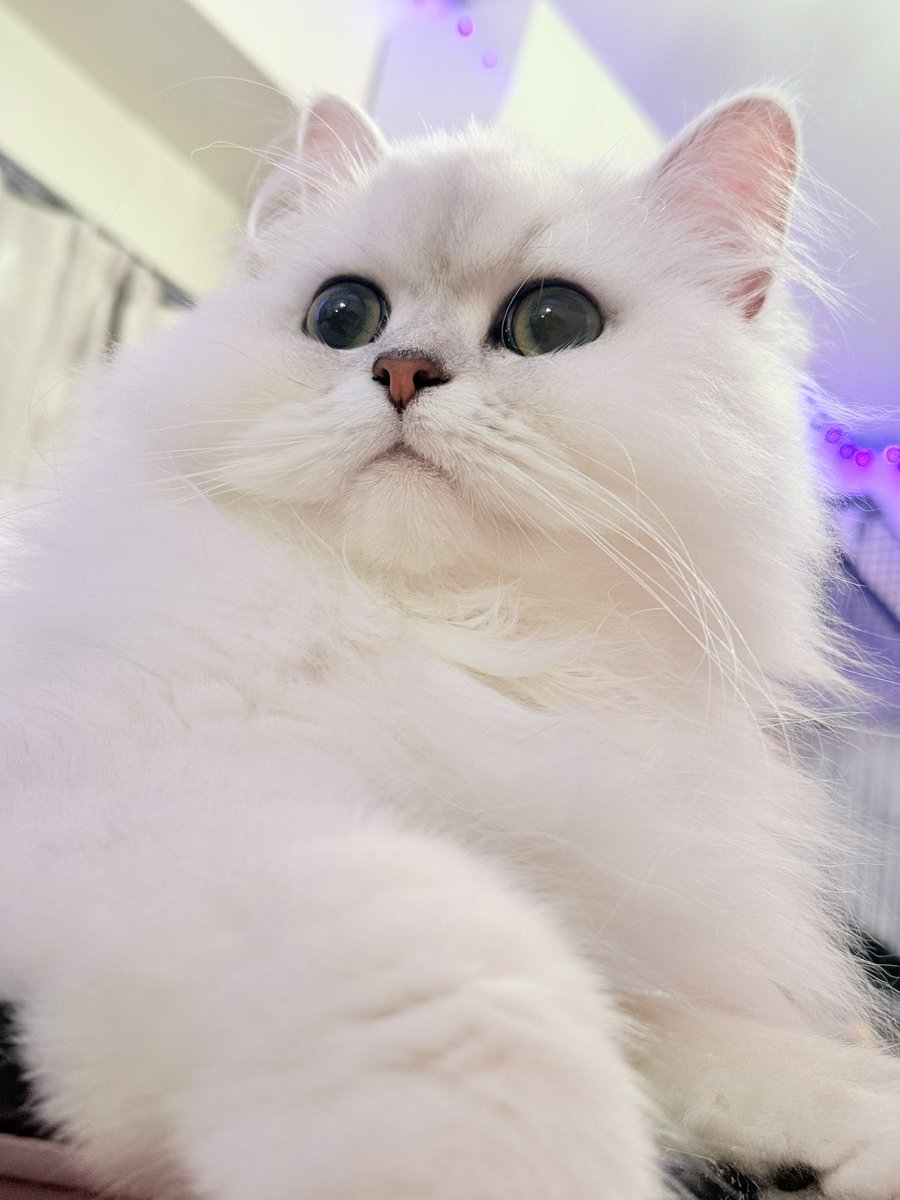 schwan_king's tweet photo. まんまるおめめ⚆.⚆🤍
 #猫のいる暮らし https://t.co/Ge99l3kodX