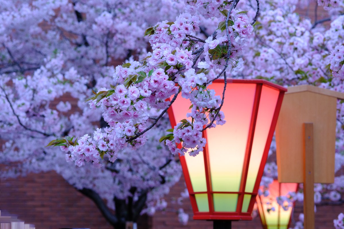 KNII2010's tweet image. #桜の通り抜け #大阪 #osaka #桜
桜の通り抜け。明治から続く、最高の桜イベントです。