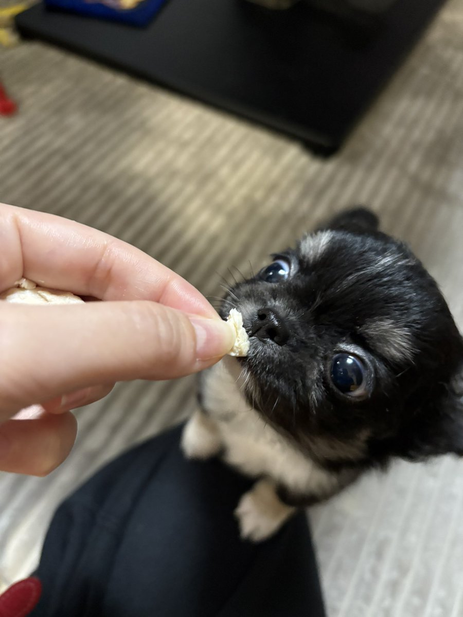 chihuahua_1223's tweet photo. 「ァァァ！ささみぃぃぃ！！！」 https://t.co/M7RWqYwlNN