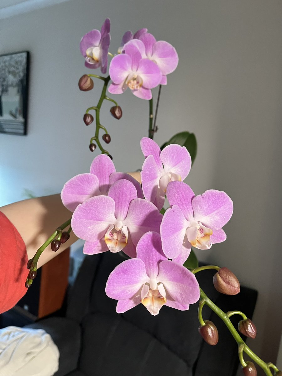 고사리집사 tweet media