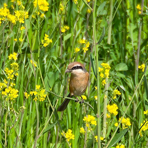 KiichanNexus4's tweet photo. 花は菜の花 男はモズ
#モズ曜日 #モズ #百舌鳥 #野鳥 #野鳥観察 #BirdWatching #Bird #BirdJapan #BullHeadedShrike #EM5iii + #75_300II https://t.co/scIZnJLbxa