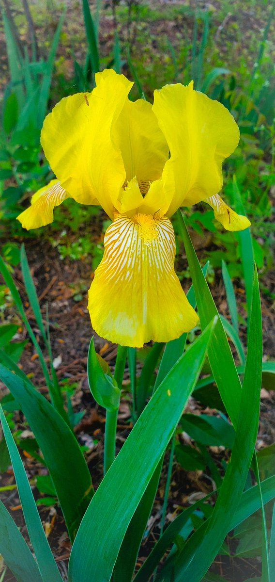 NewtRayburn's tweet photo. I woke up this morning to a beautiful Iris bloom in my yard. https://t.co/Mi906PlTmB